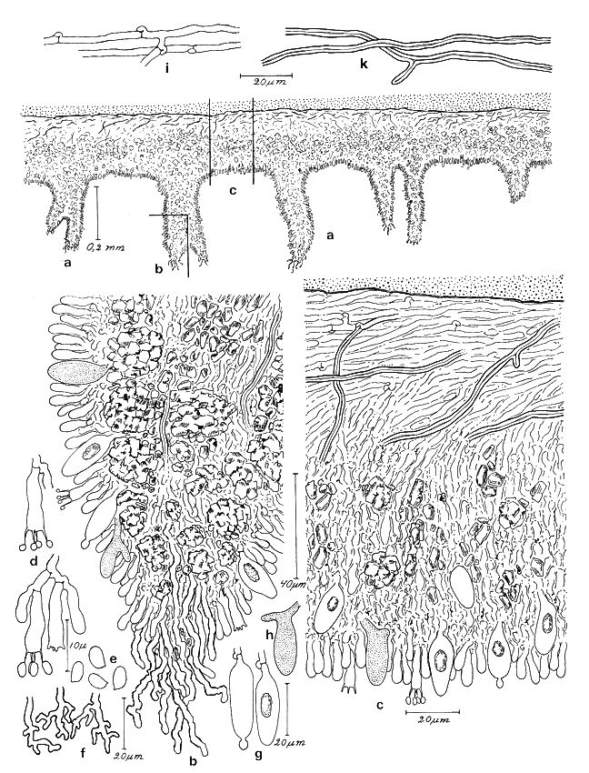 TempF14230_Cystostereum-subabruptum-fig130.jpg