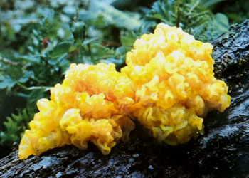 Tremella aurantialba (1).jpg