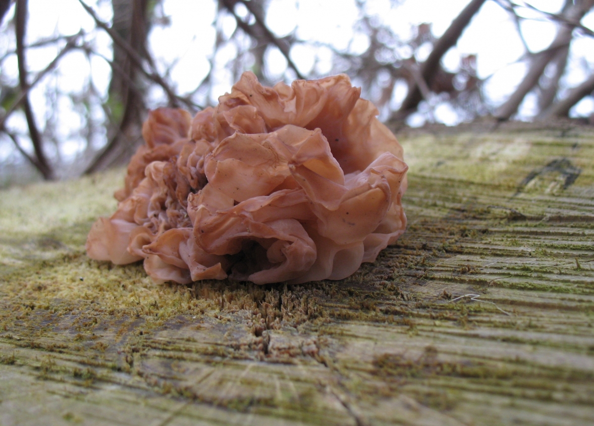 Baumstumpf_Pilz_3274.jpg