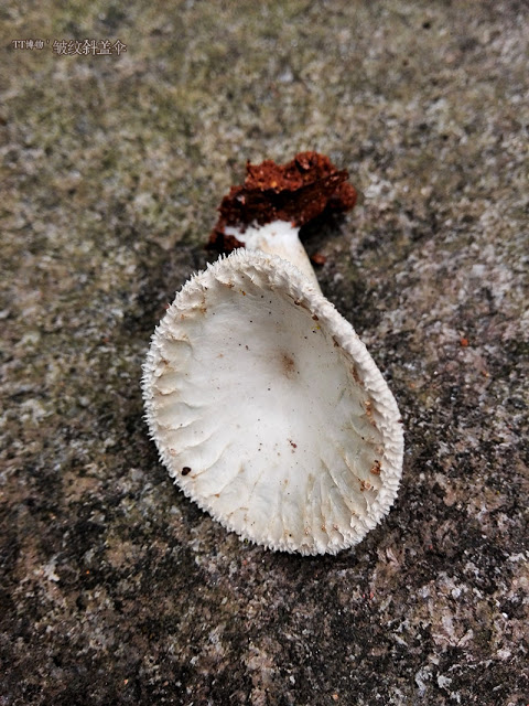 粉褶菌科·斜盖??·??斜盖? IMG_20160420_165307.jpg