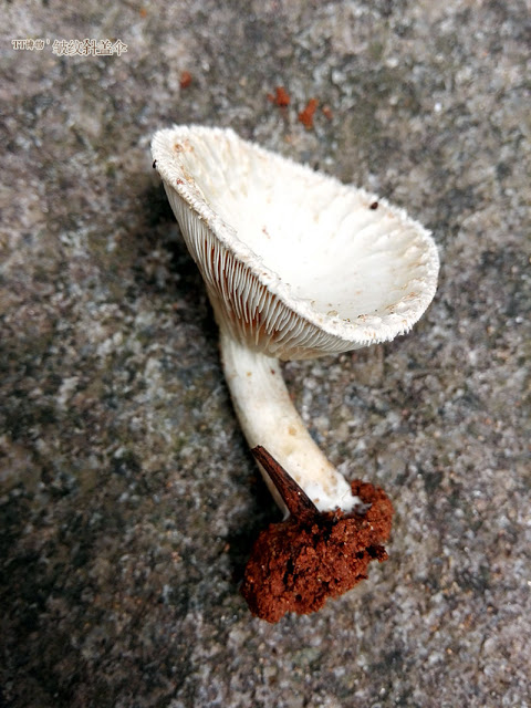 粉褶菌科·斜盖??·??斜盖? IMG_20160420_165347.jpg
