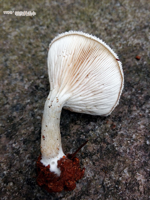 粉褶菌科·斜盖??·??斜盖? IMG_20160420_165321.jpg