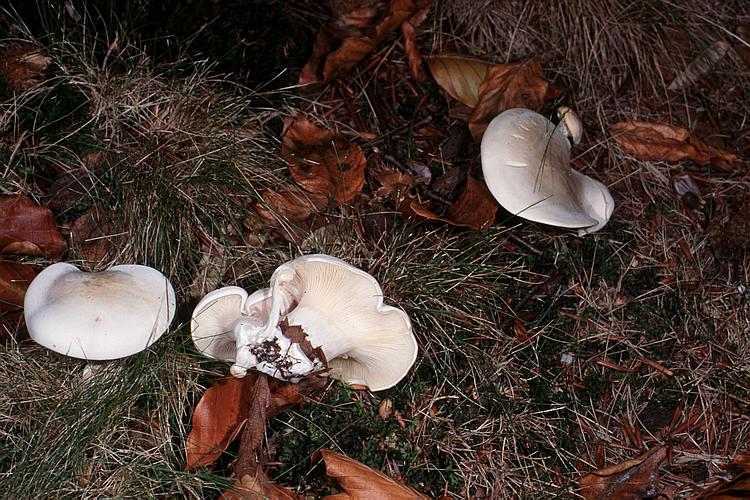 clitopilus_prunulus_gm1.jpg