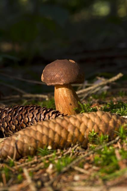 sdl-boletus-badius-00005.jpg