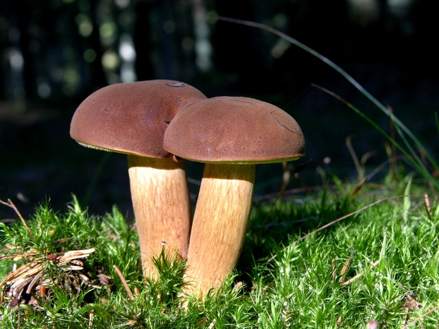 jcs-boletus-badius-21258.jpg