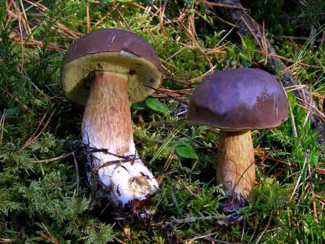 jcs-boletus-badius-40692.jpg