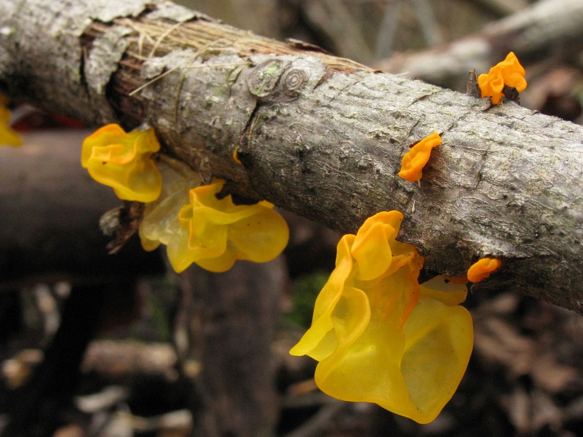 1280px-Tremella_mesenterica_32807.jpg