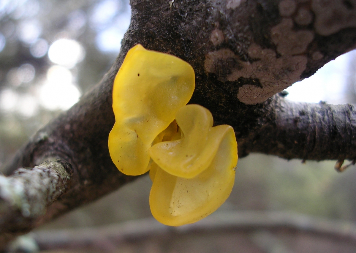 Tremella_mesenterica_branch.JPG
