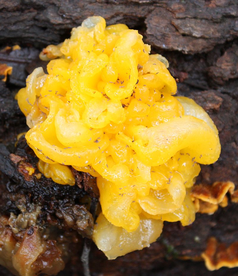 800px-Tremella_mesenterica_(Manjimup,_Western_Australia).jpg