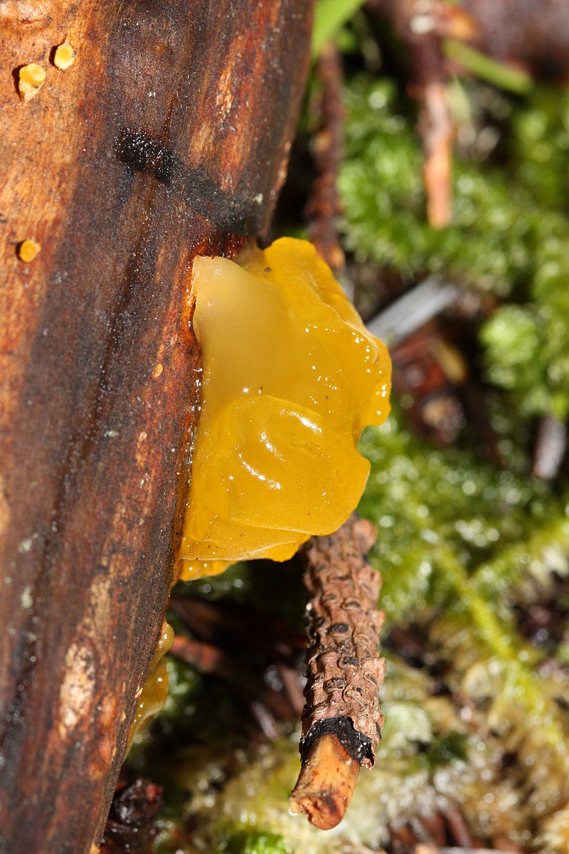 800px-Dacrymyces_palmatus_1354.JPG