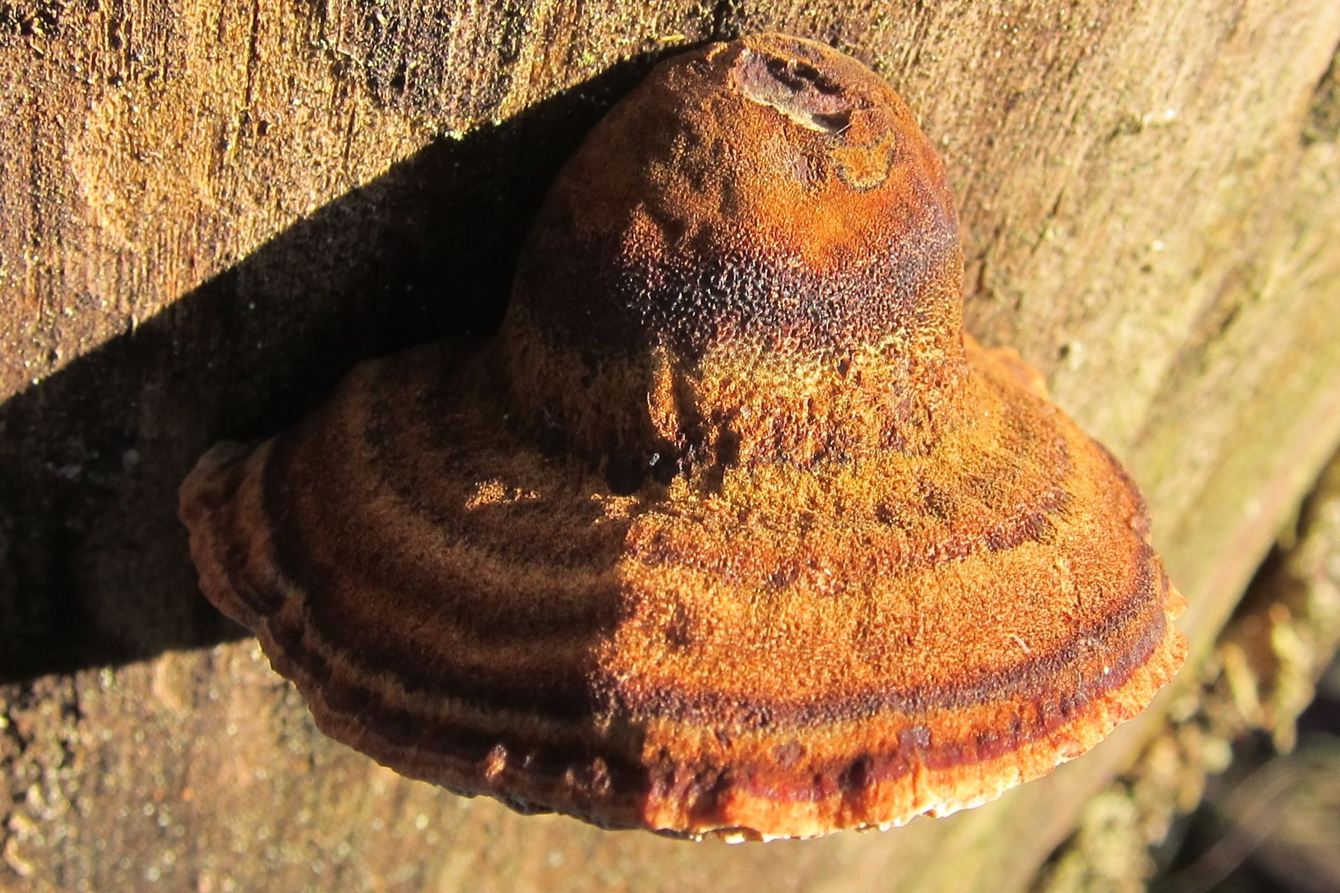 1920px-thumbnail.jpg