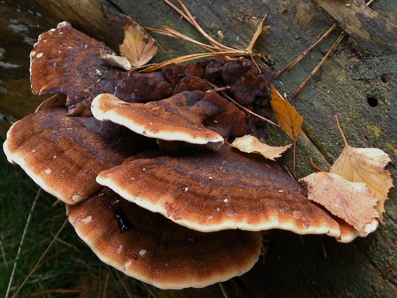 1280px-thumbnail.jpg