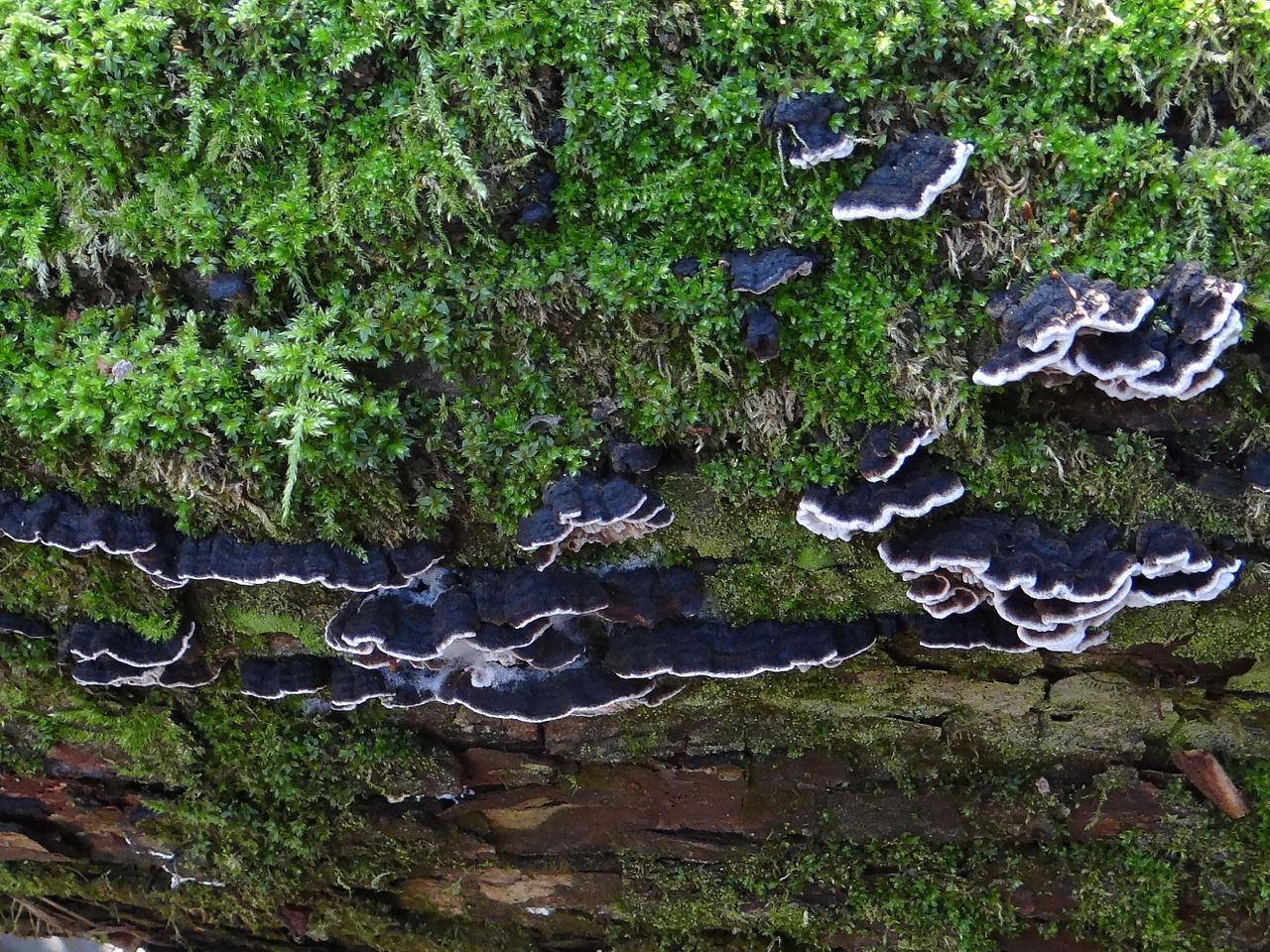 Ischnoderma_benzoinum_G5_(2).JPG