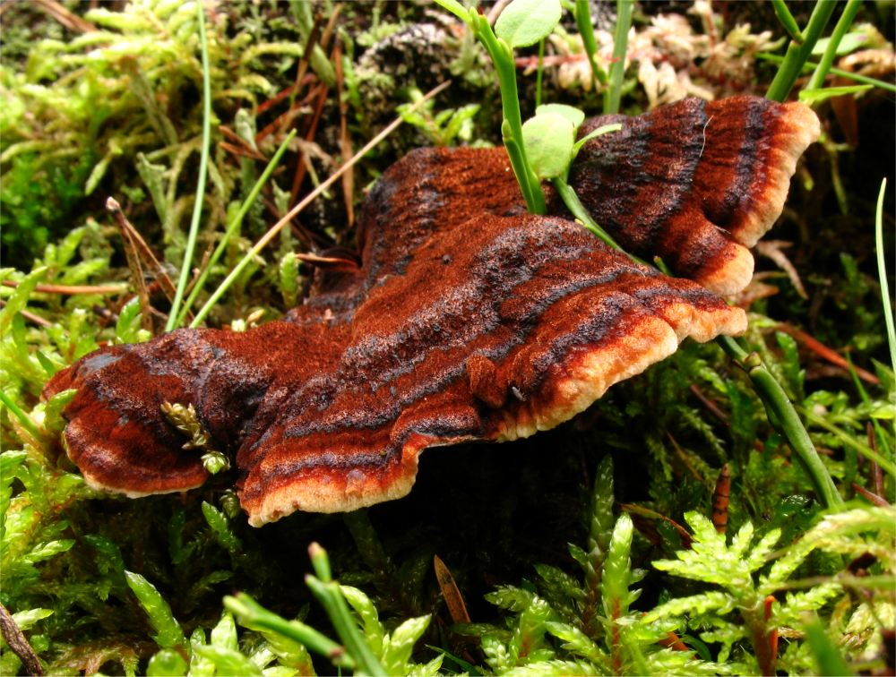 2008-08-22_Ischnoderma_benzoinum_(Wahlenb.)_P._Karst_25468.jpg