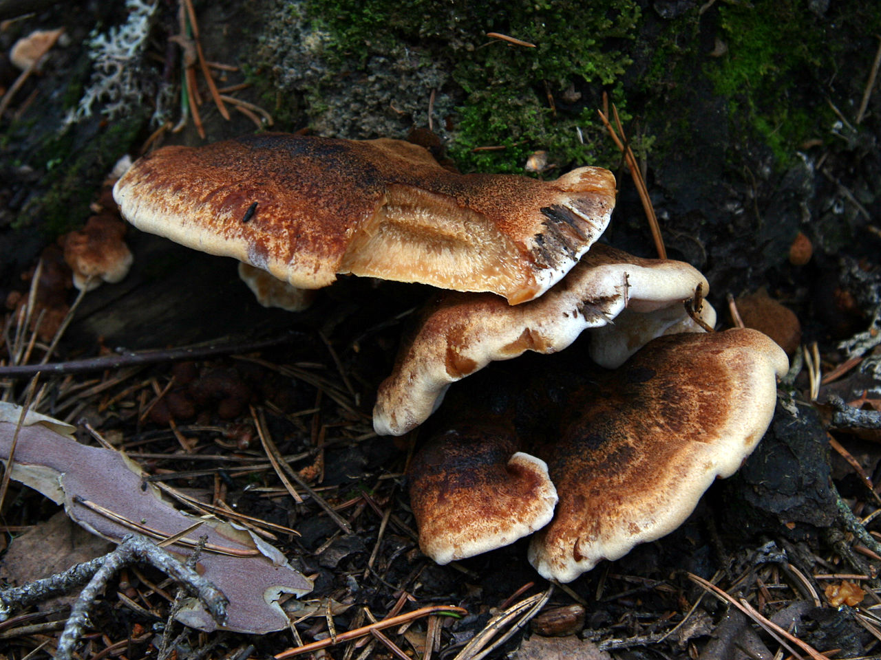 Ischnoderma_benzoinum_(7144992213).jpg