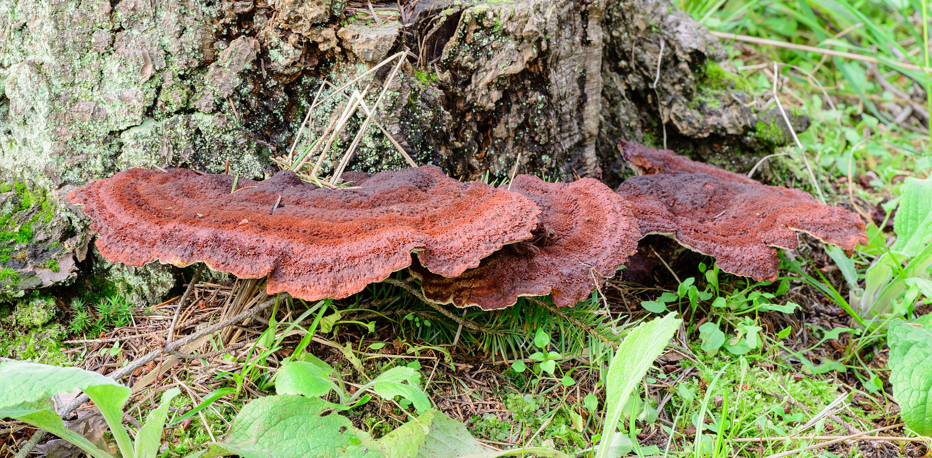 Ischnoderma_benzoinum_-_Schwarzgeb?nderter_Harzporling_-_01.jpg