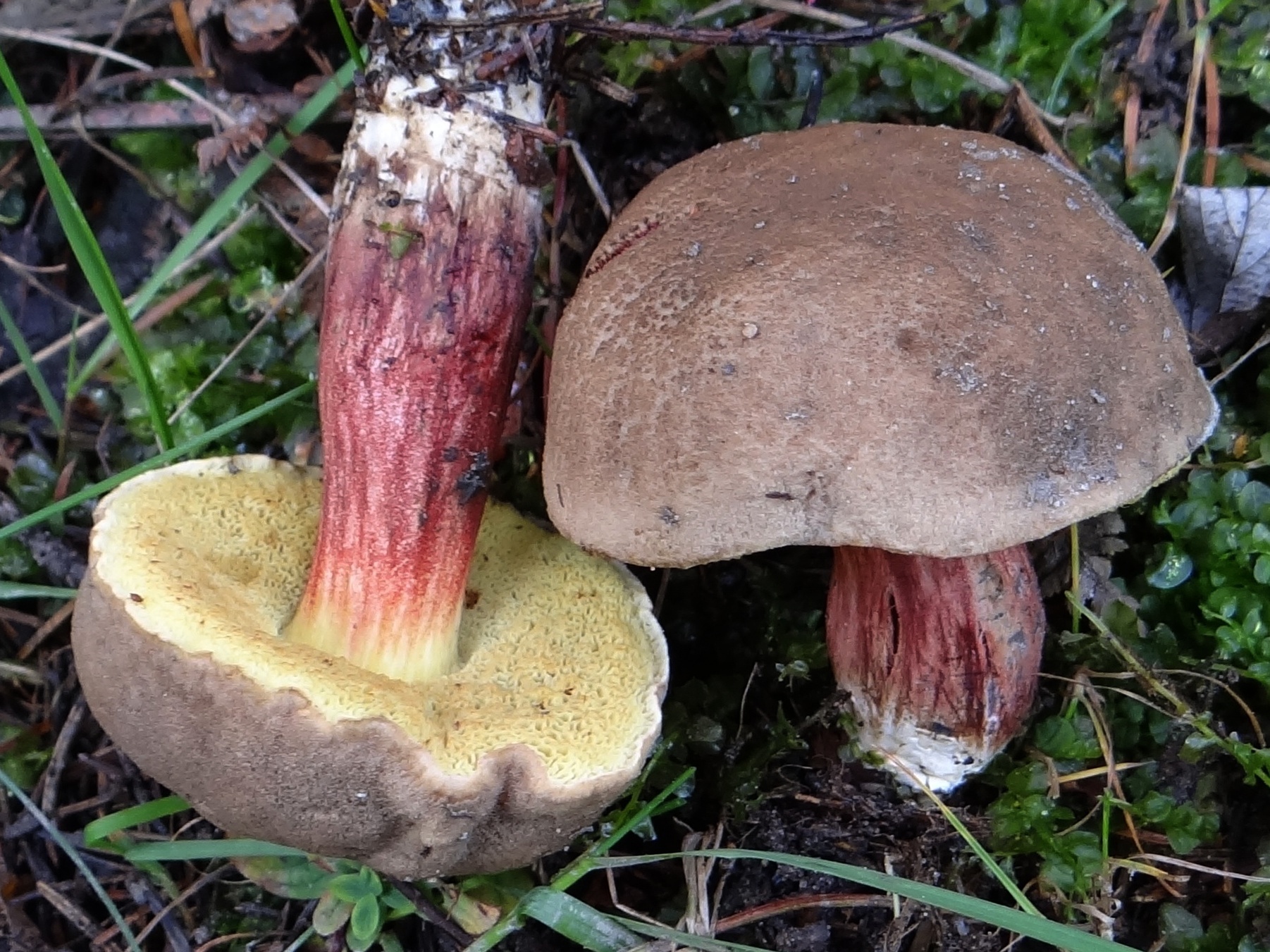 Xerocomellus_chrysenteron_G4.jpg