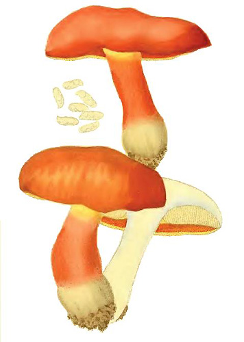 B_dupainii_8.jpg