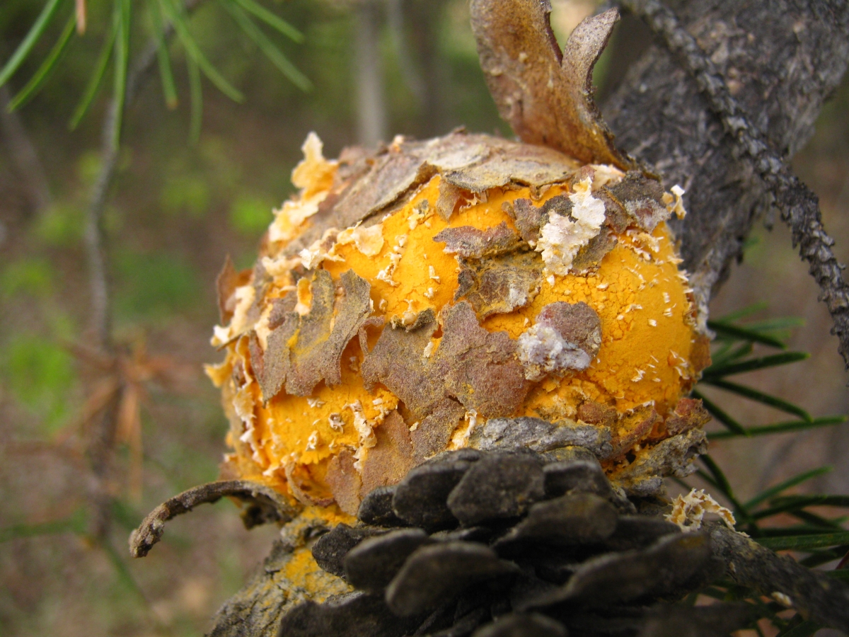 2010-05-11_Cronartium_quercuum_(Berk.)_Miyabe_ex_Shirai_85498.jpg