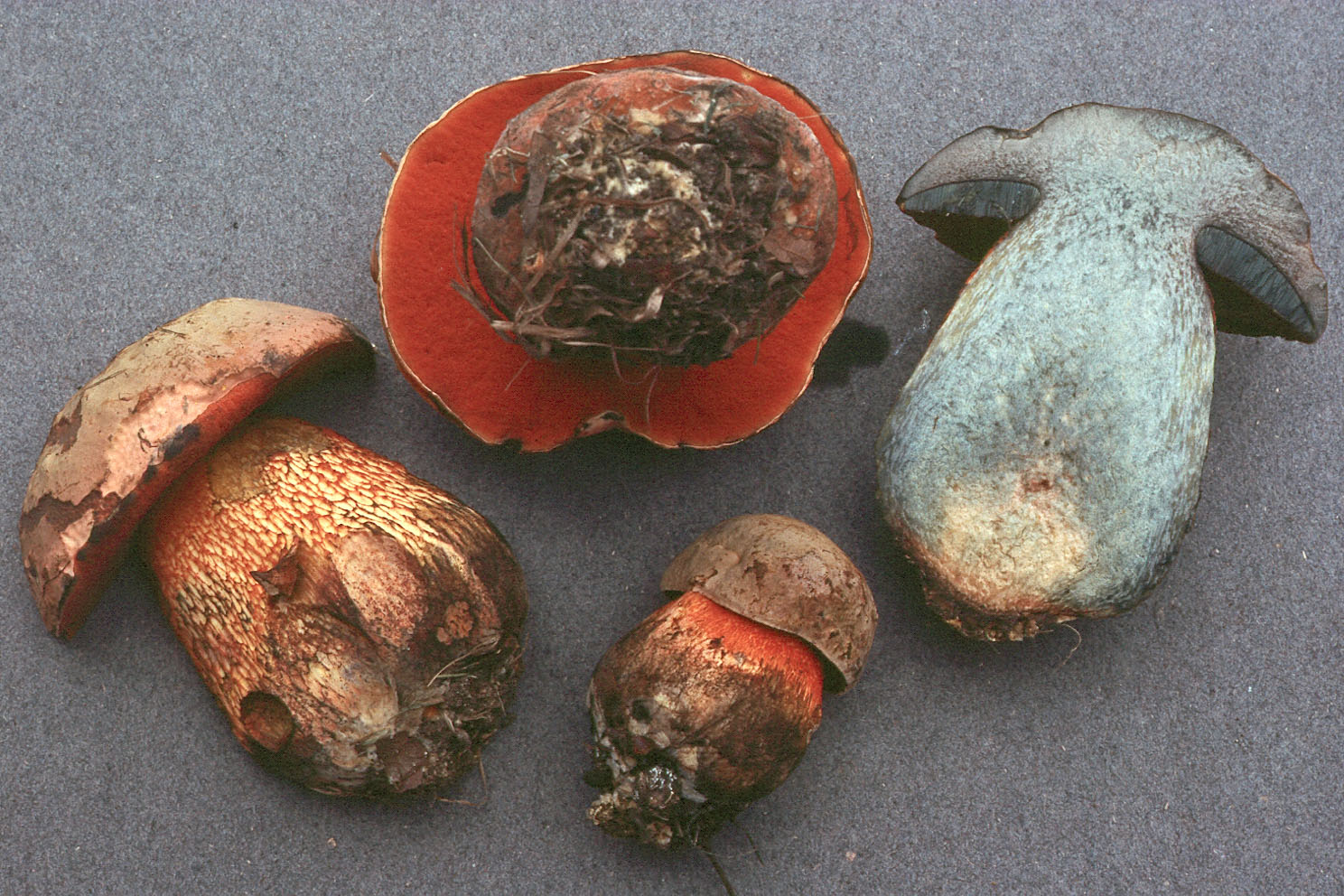 SV05_091.jpg