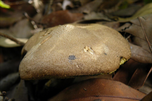 b_nigromaculatus_005.jpg