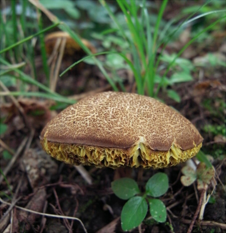b_nigromaculatus_007.jpg