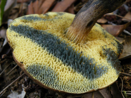 b_nigromaculatus_006.jpg