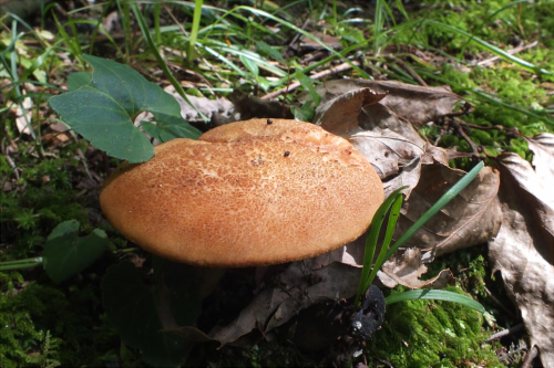 b_nigromaculatus_008.jpg