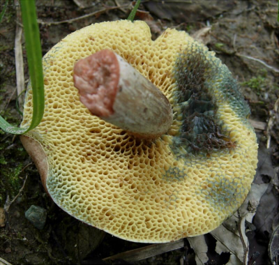 b_nigromaculatus_003.jpg