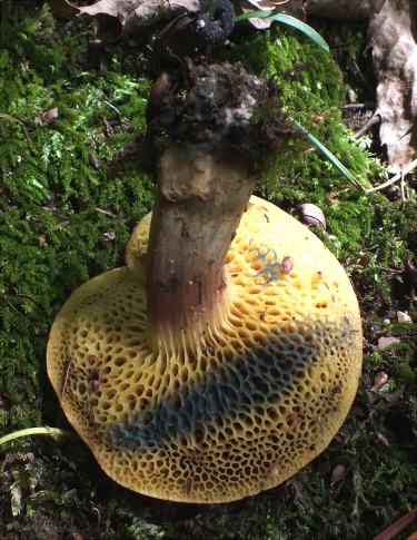 b_nigromaculatus_009.jpg