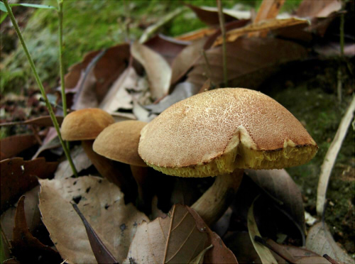 b_nigromaculatus_002.jpg