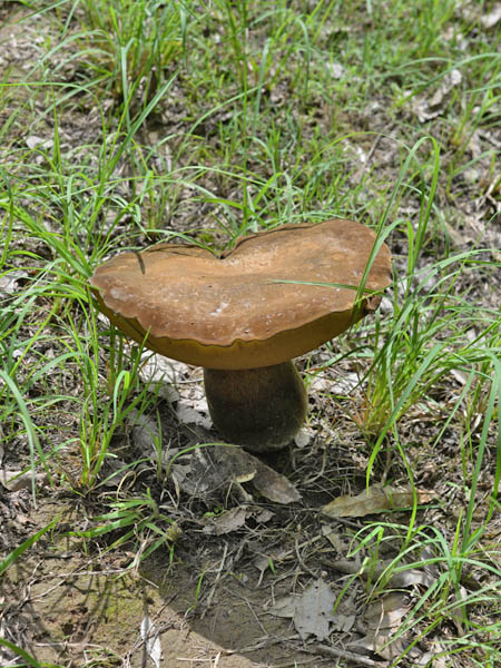 ookogetyaiguti.jpg