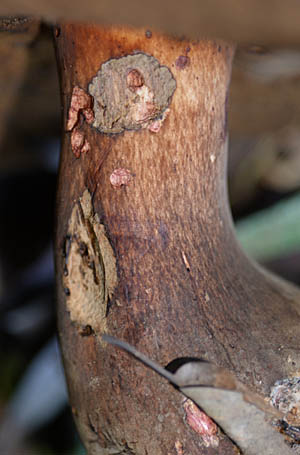 ookogetyaiguti-e.jpg