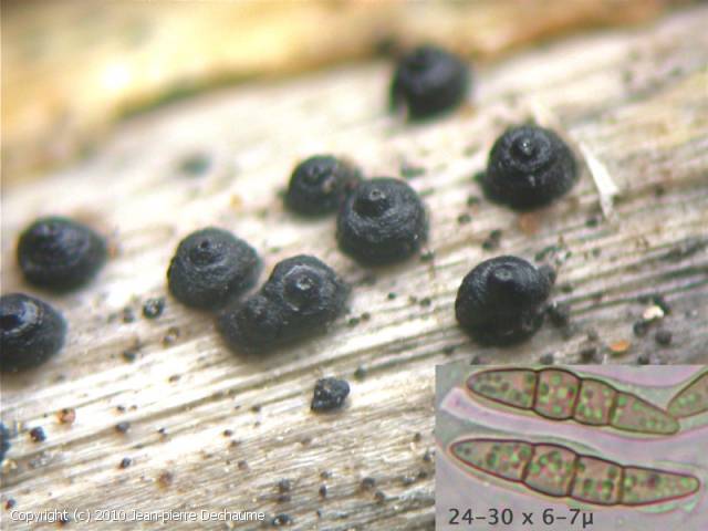 Leptosphaeria_doliolum_2010_jd_1.jpg