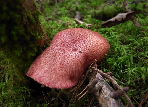 b_asiaticus_003.jpg