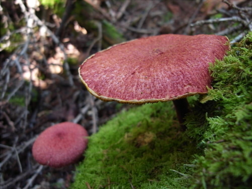 b_asiaticus_001.jpg