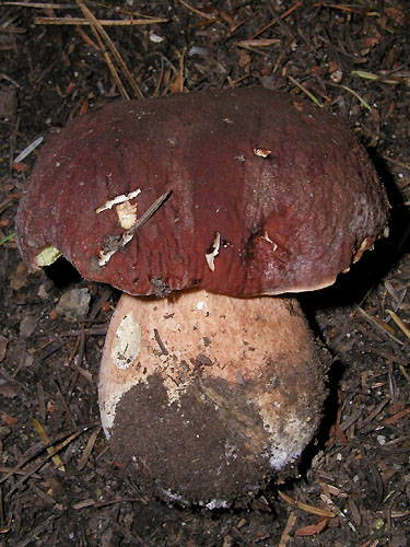 B_pinophilus_3.jpg