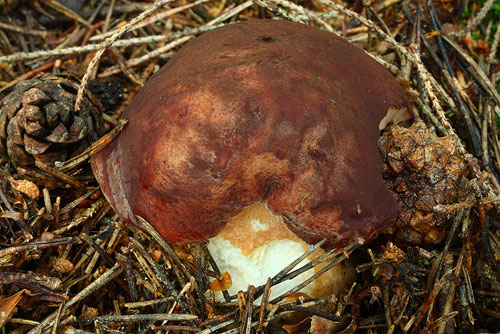 B_pinophilus_4.jpg