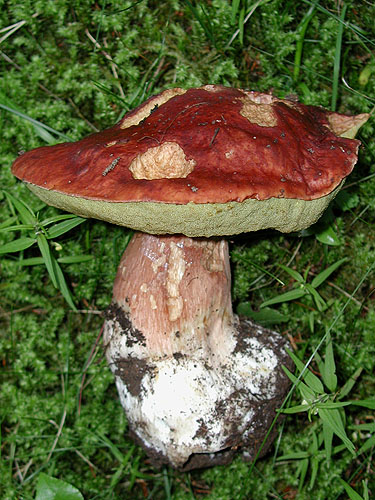 B_pinophilus_2.jpg