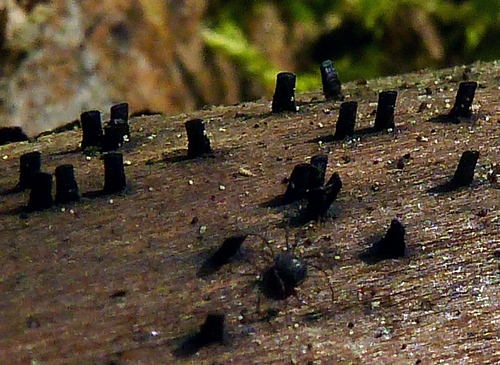 P1060272k.jpg