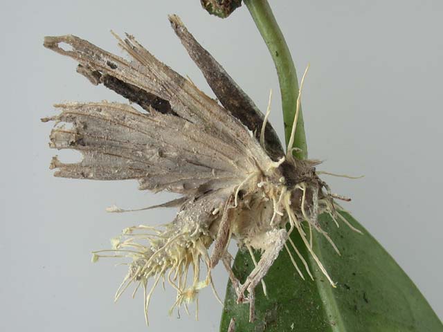 ga60915c.jpg