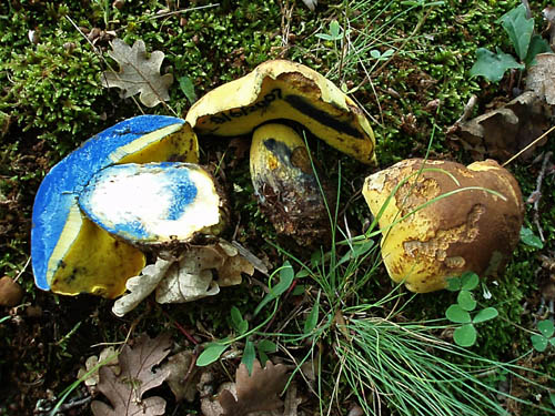 B_pulverulentus_3.jpg