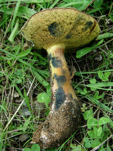 B_pulverulentus_2.jpg