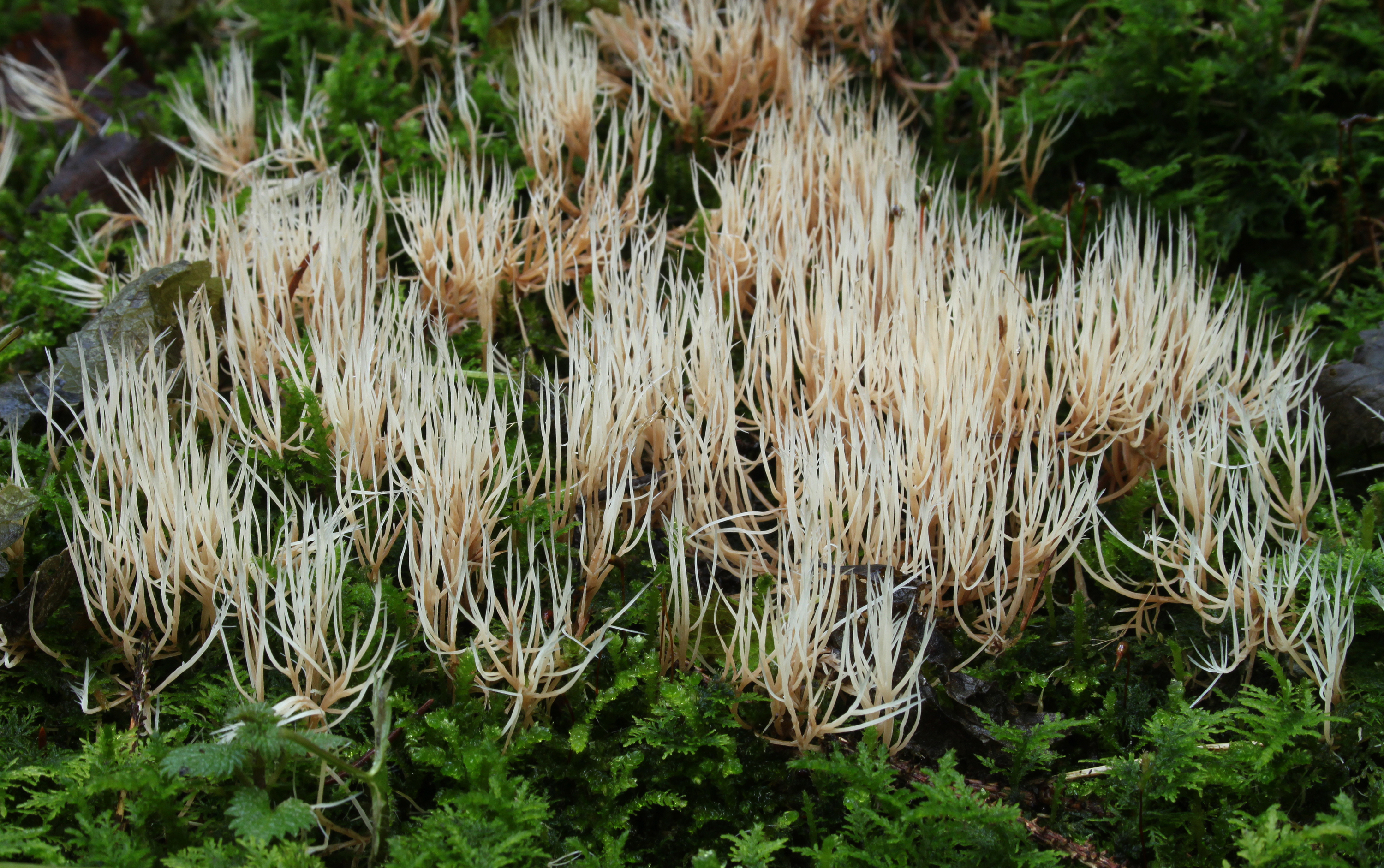 Pterula_multifida_borstenkoralle.jpg