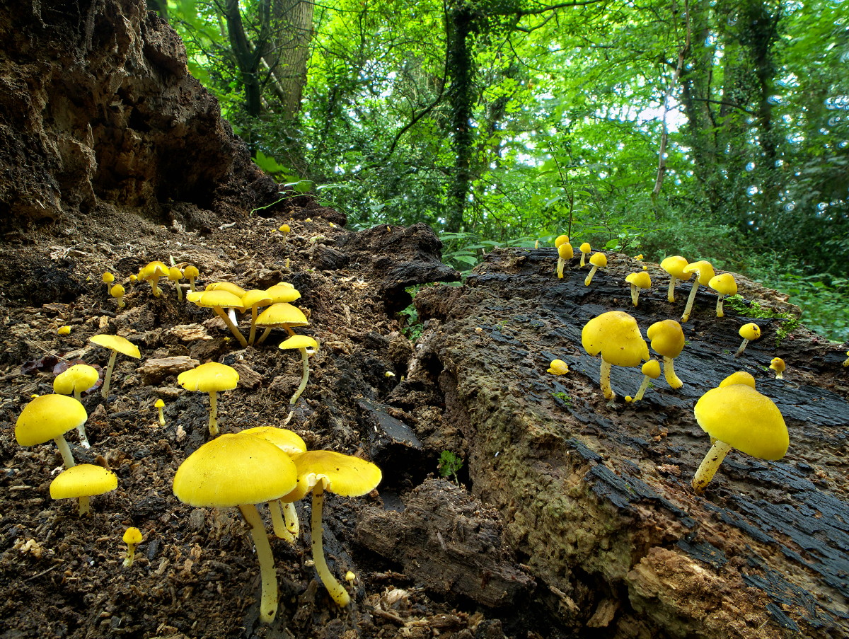Pluteus_chrysophaeus_WA.jpg