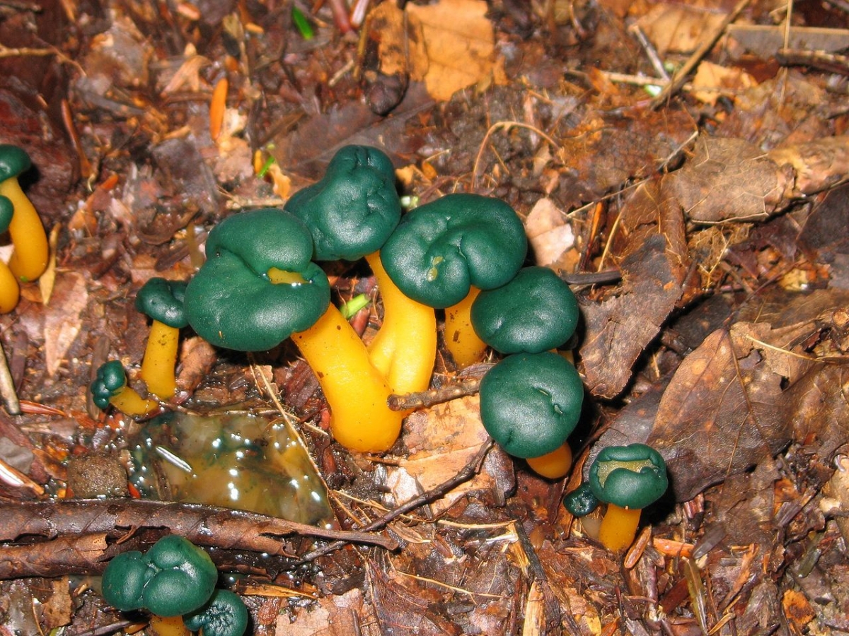 1280px-Leotia_viscosa_20040822.jpg