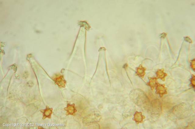 Inocybe_asterospora_2012_td_3.jpg