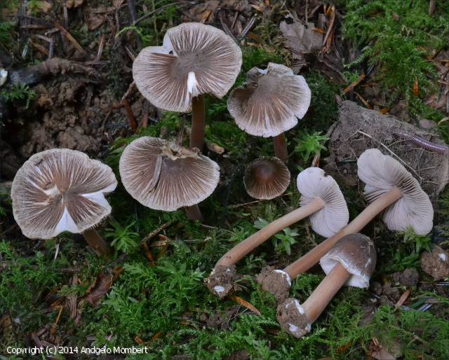 Inocybe_asterospora_2014_am_2.jpg