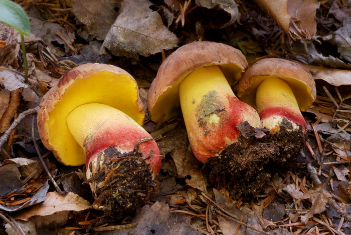 Boletus_speciosus_var_bru_1 (1).jpg