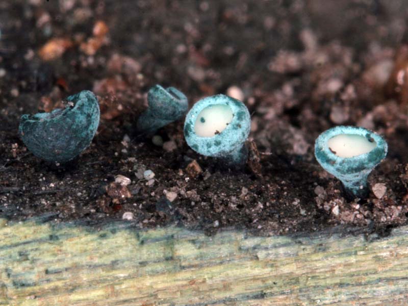 Chlorociboria_aeruginosa(mgw-02).jpg